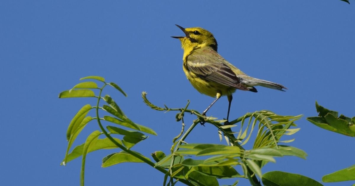(LISTEN) Feathered Friends: A field trip to remember | Lifestyles (LISTEN) Feathered Friends: A field trip to remember | Lifestyles