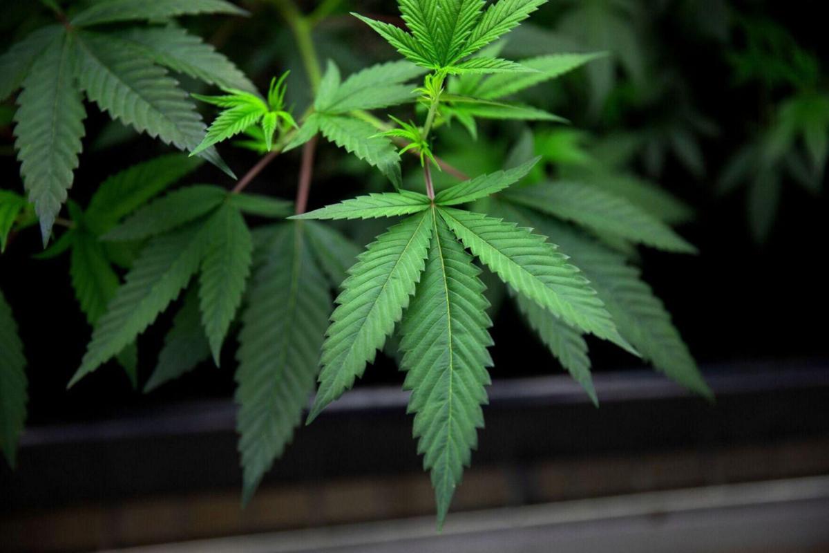 With Virginia legalizing weed, marijuana laws vary across the DMV - WJLA