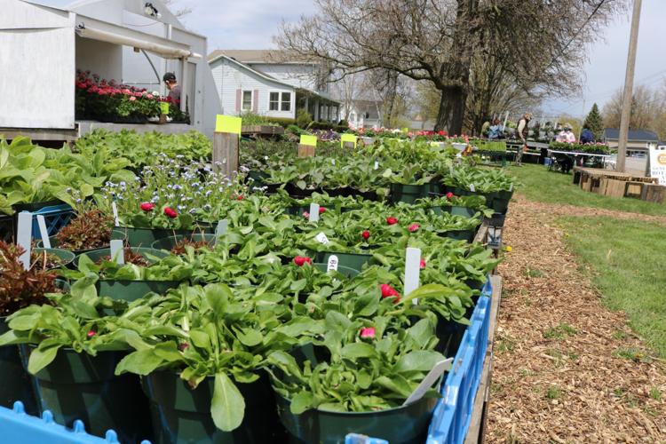 Geneseo Rotary plant sale adjusts, continues News