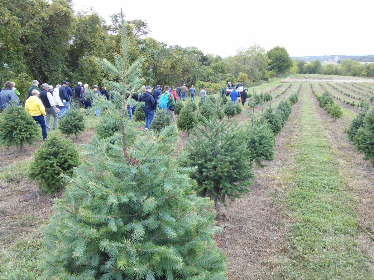 Christmas Traditions In December Tree Farms Come Alive Sports Thelcn Com