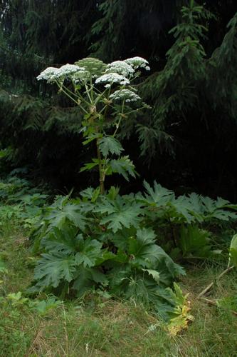 Giant Hogweed vs. Queen Anne's Lace - A-Z Animals