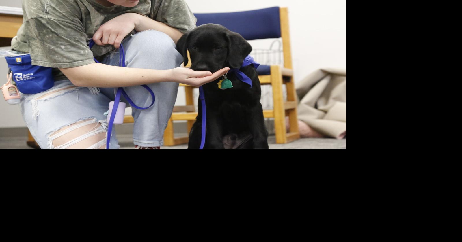 Big dog on campus Warsaw student training puppy to be guide dog at SUNY Oneonta Lifestyles