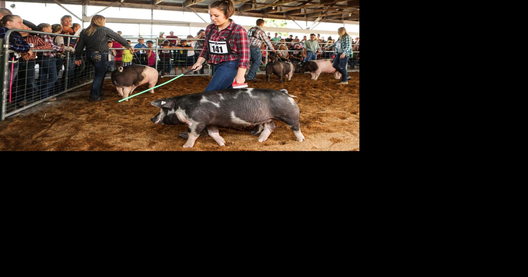 PHOTOS Hemlock Fair Local News