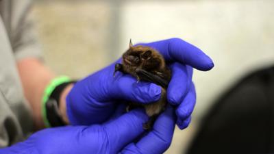 Bat tests positive for rabies in Lakeville | Local News | thelcn.com