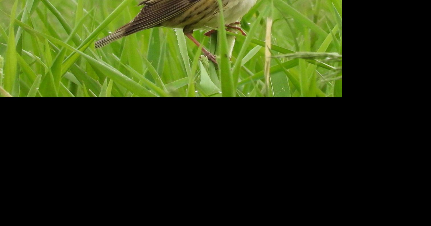 Feathered Friends: Change of seasons is great time for ...