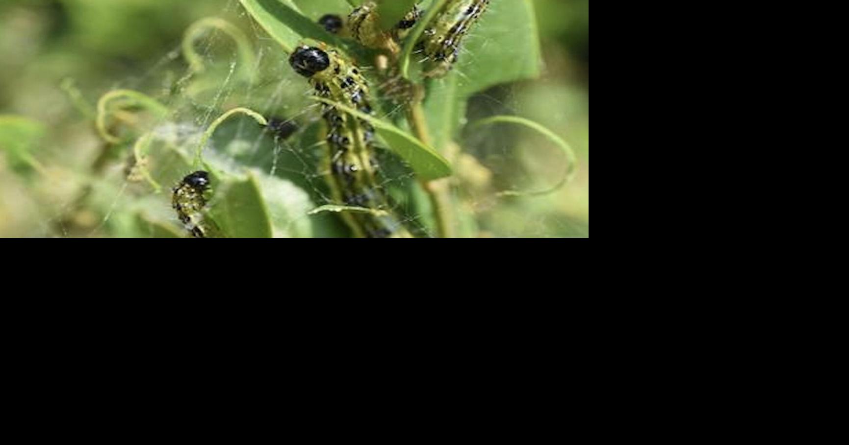 Ag and Markets; Invasive box tree moth detected in Niagara County ...
