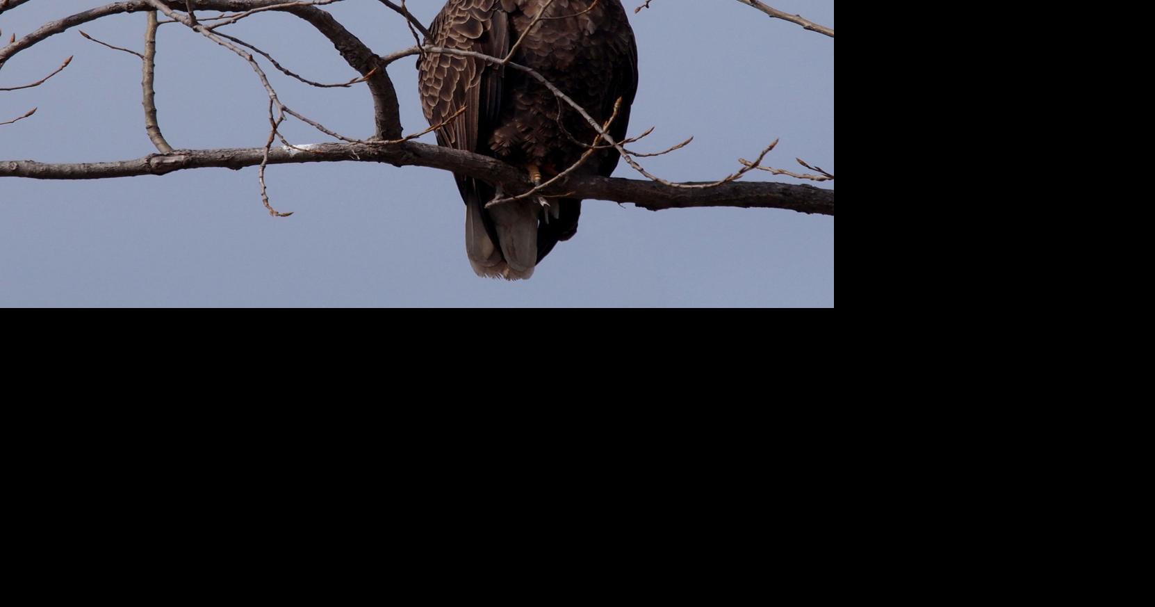 State completes bald eagle conservation plan | Lifestyles | thelcn.com