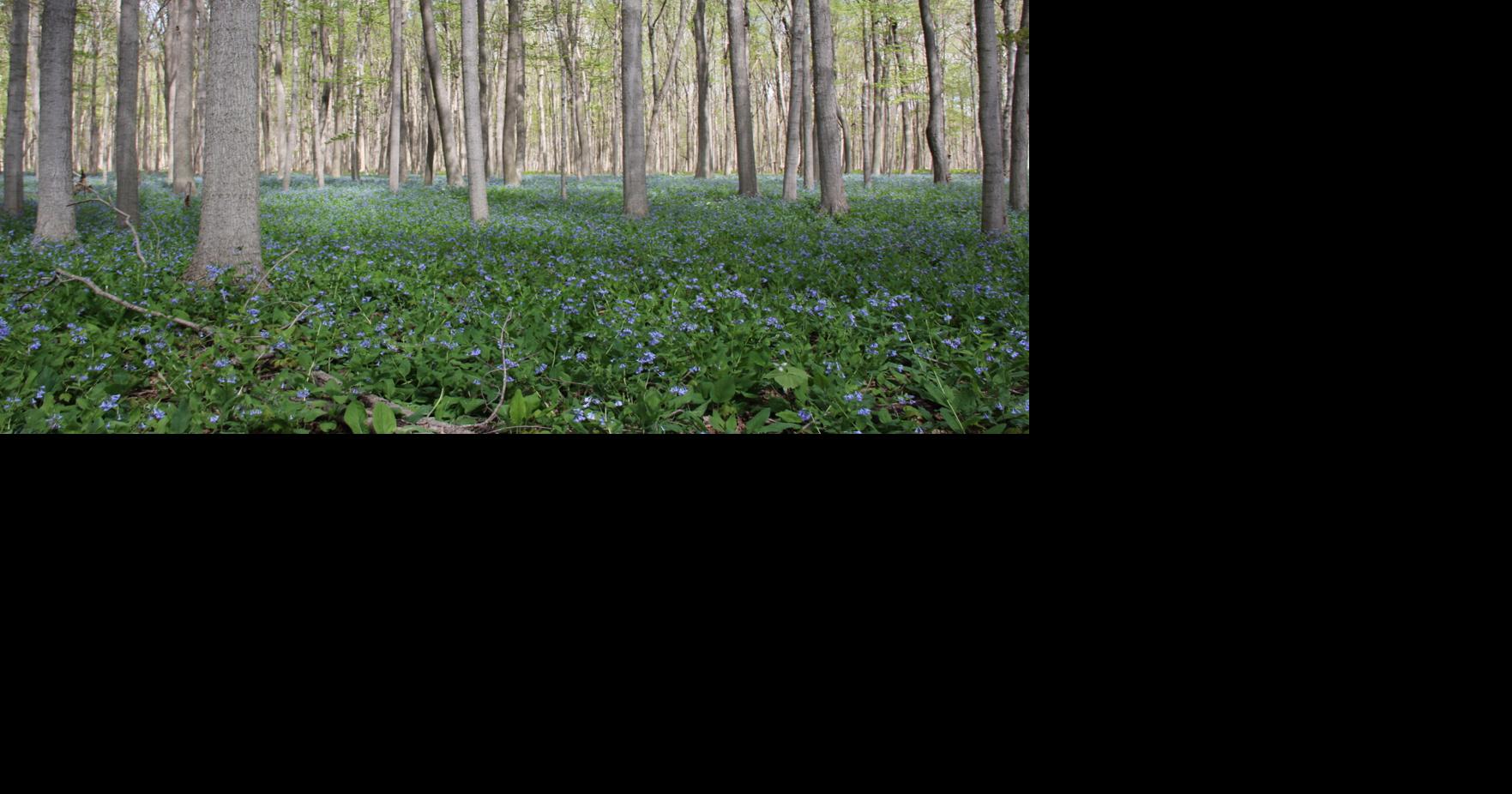 Spring Ephemeral: Bluebells inspire hikers to seek the briefest blossoms