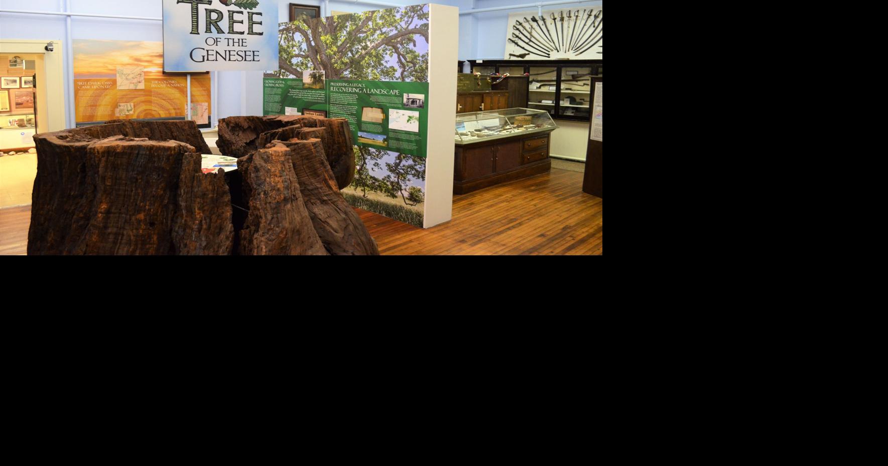 ‘Big Tree’ exhibit designer to share story behind museum’s newest ...