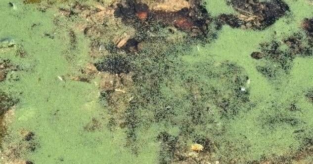 Health department reports multiple harmful algal blooms on Conesus Lake