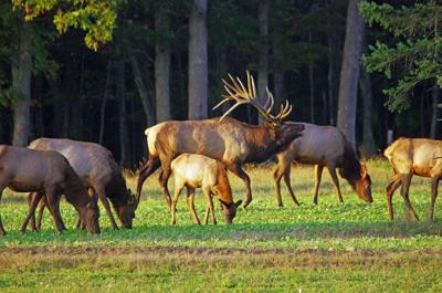 In ‘Elk Capital of Pennsylvania,’ annual rut proves quite a show
