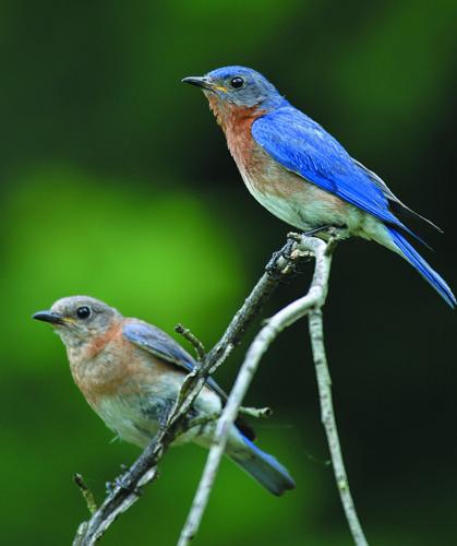 Bluebirds vs. Blue Jays - Not the Same Bird - Nest Hollow