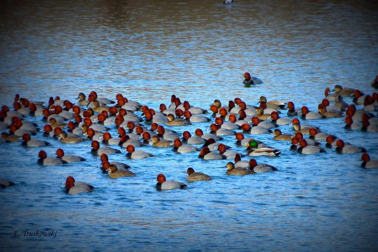 Open Water Duck Rash Ducks on the water: Redhead winter visitors return to Conesus Lake ...
