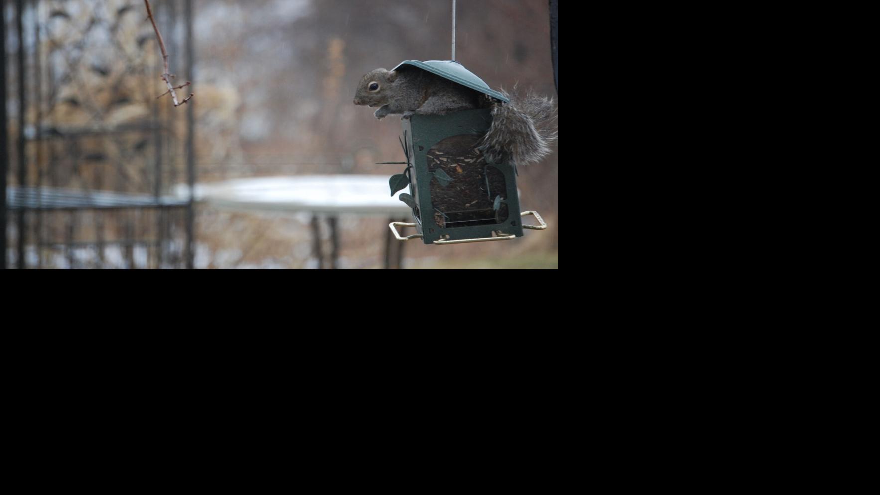 Feathered Friends: Your bird questions answered | Lifestyles