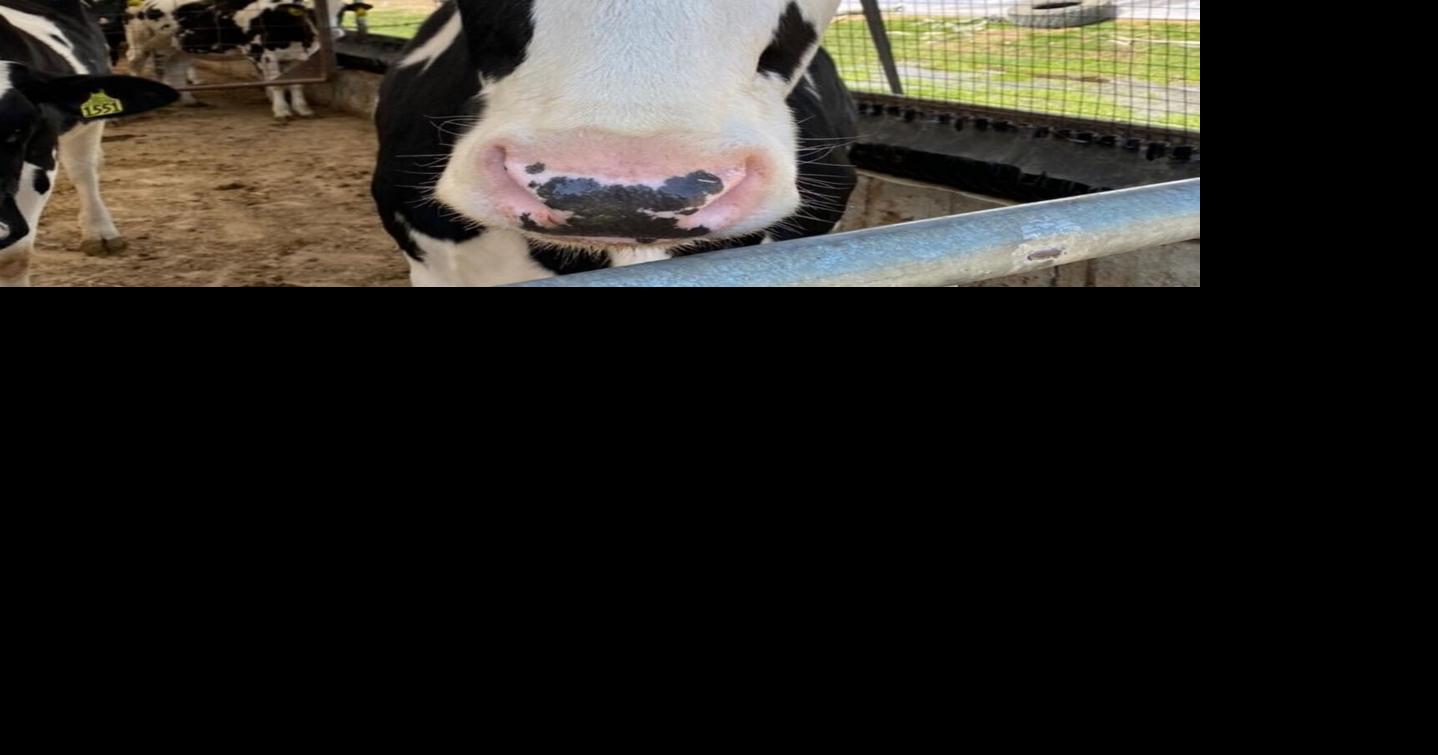 Economic Linchpin Dairy remains vital to region Local News