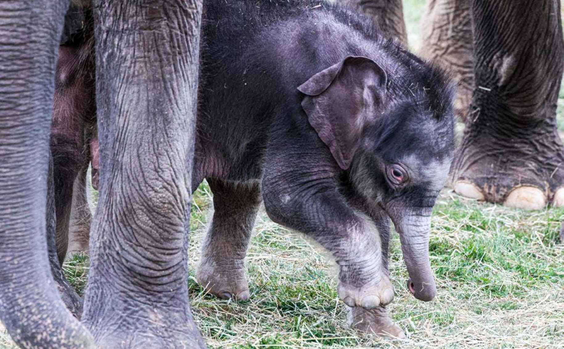 Extremely Rare Twin Elephants Born At Syracuse Zoo | Lifestyles ...