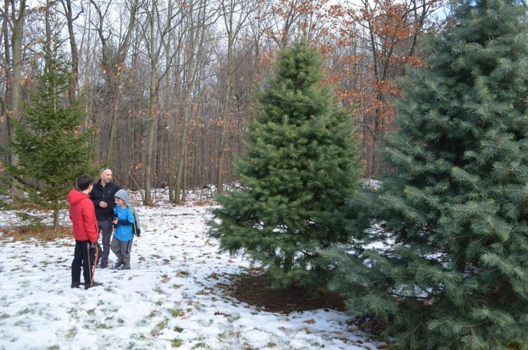 Christmas spirit Area tree farms open for the holiday rush Local