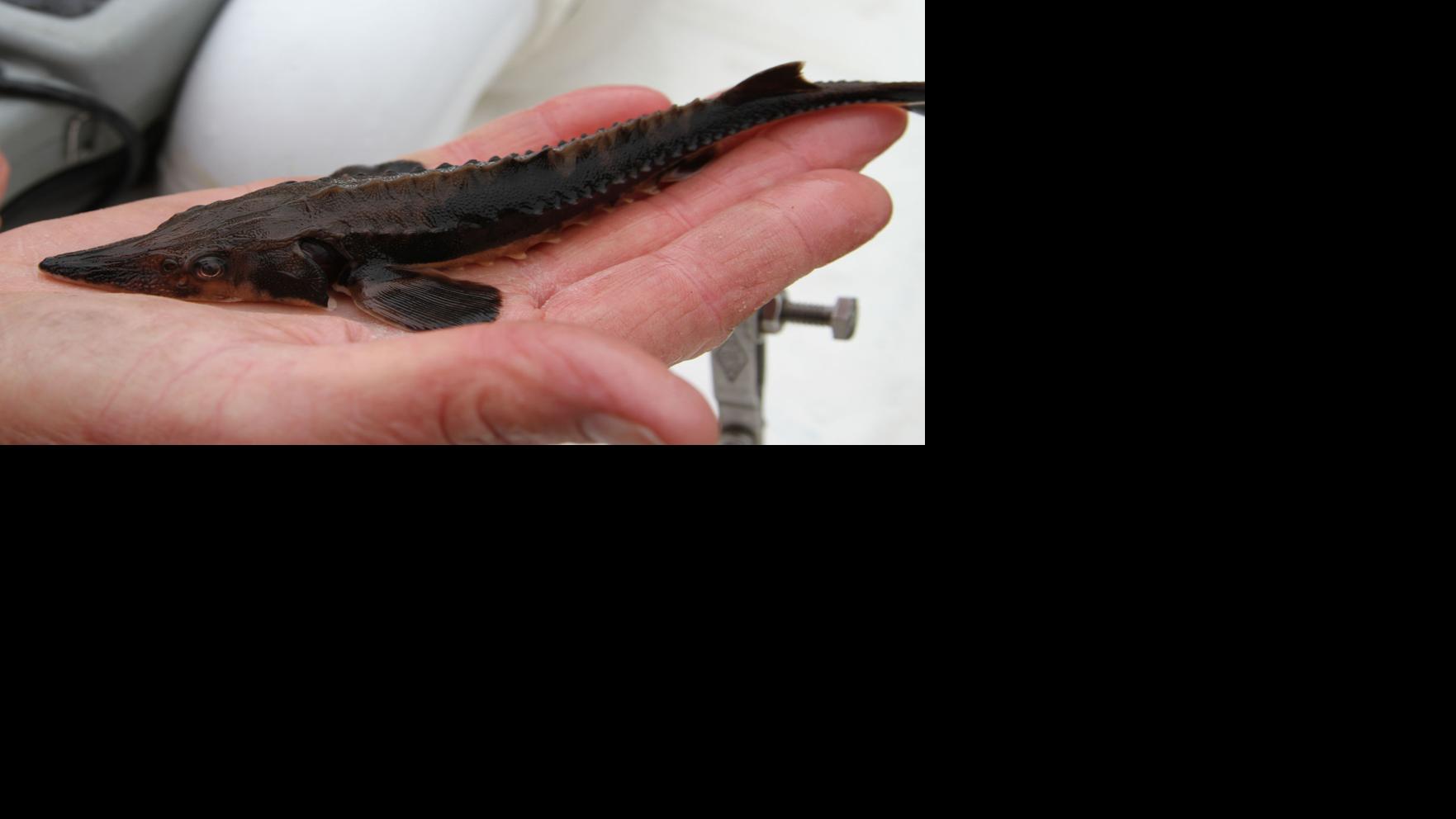 Dec Stocks Lake Sturgeon Into Genesee River Local News Thelcn Com