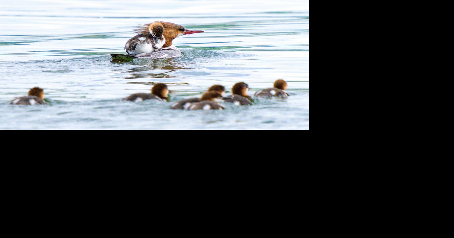 PHOTOS: Hitching a ride | Lifestyles | thelcn.com