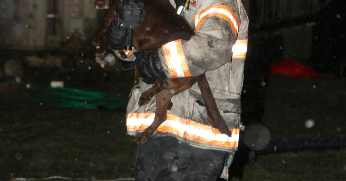 Hero dog rescued after alerting family to fire | Local News | thelcn.com
