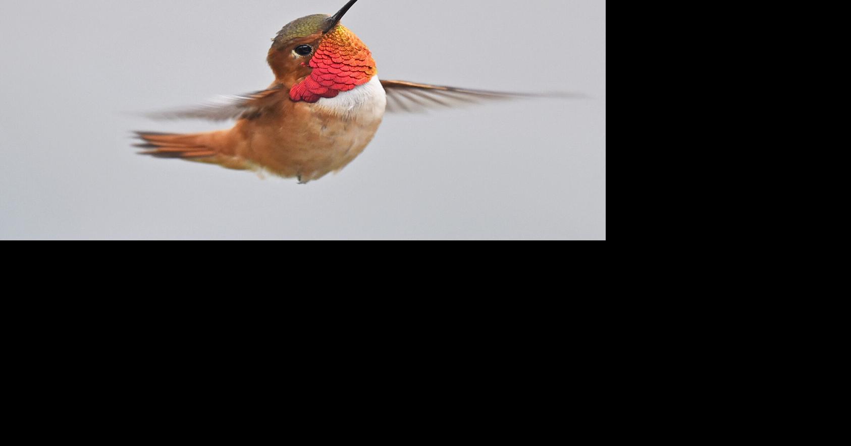 Feathered Friends: A lost hummingbird in December | Zoology | thelcn.com