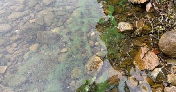 Health department reports widespread harmful algal blooms on Conesus Lake