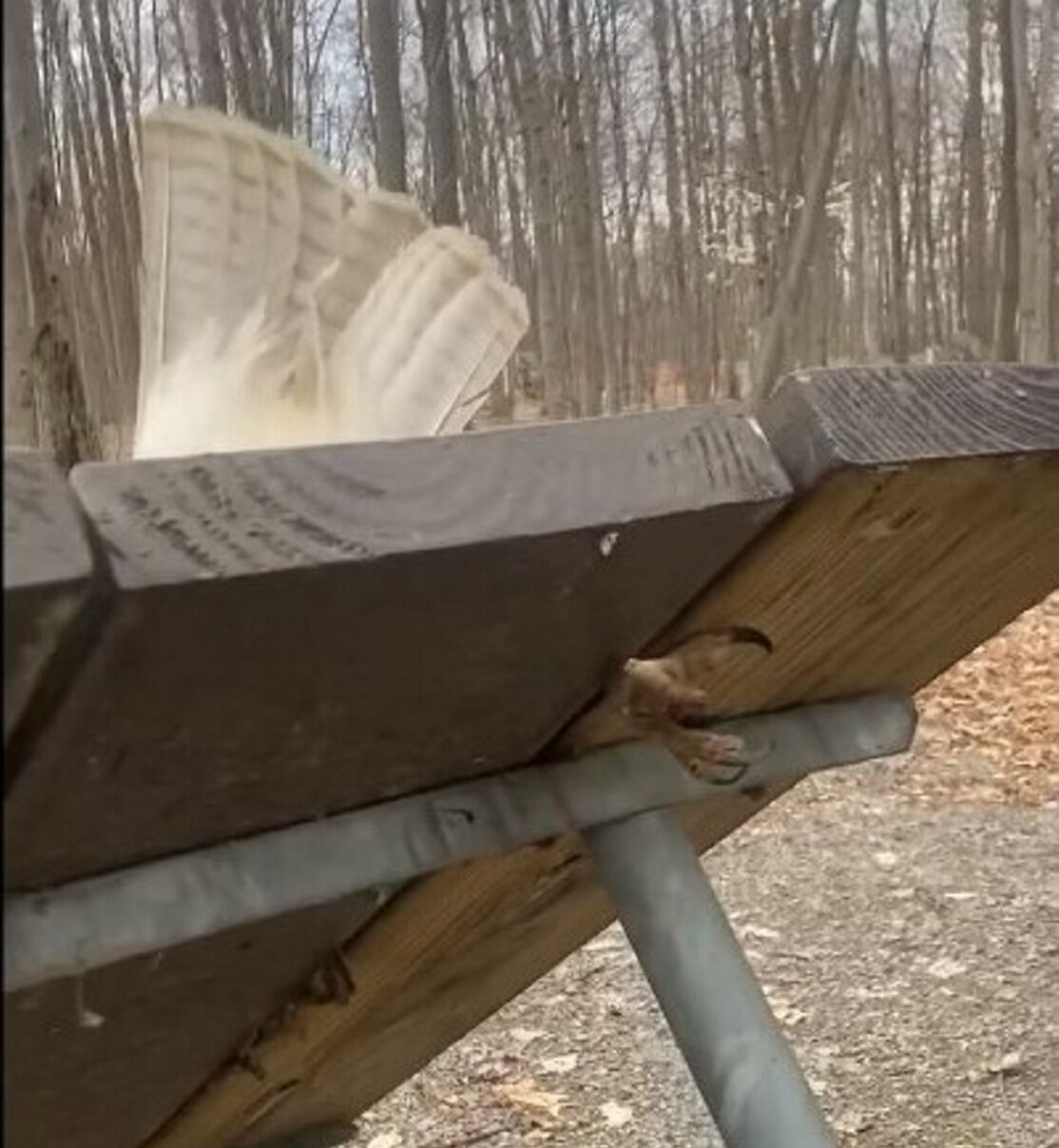 WATCH: DEC officer gives trapped hawk an assist in Orleans County