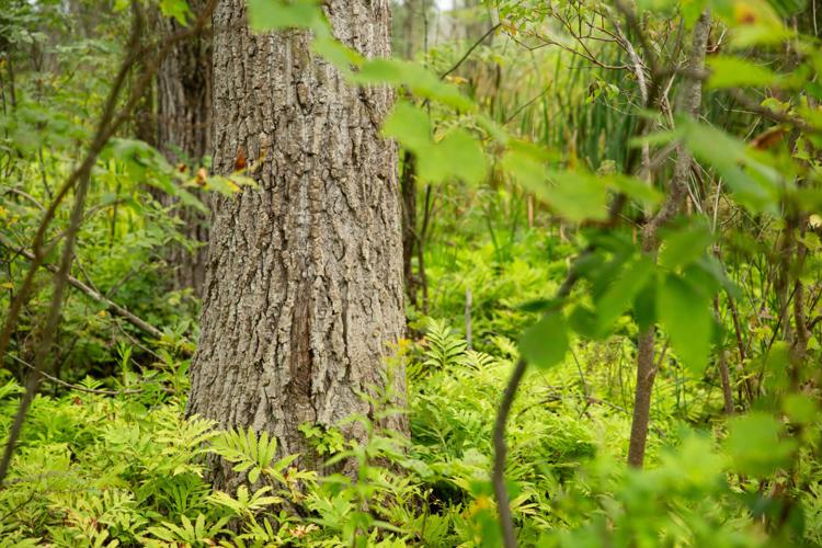 GV Conservancy land purchase to aid Honeoye Creek WMA conservation