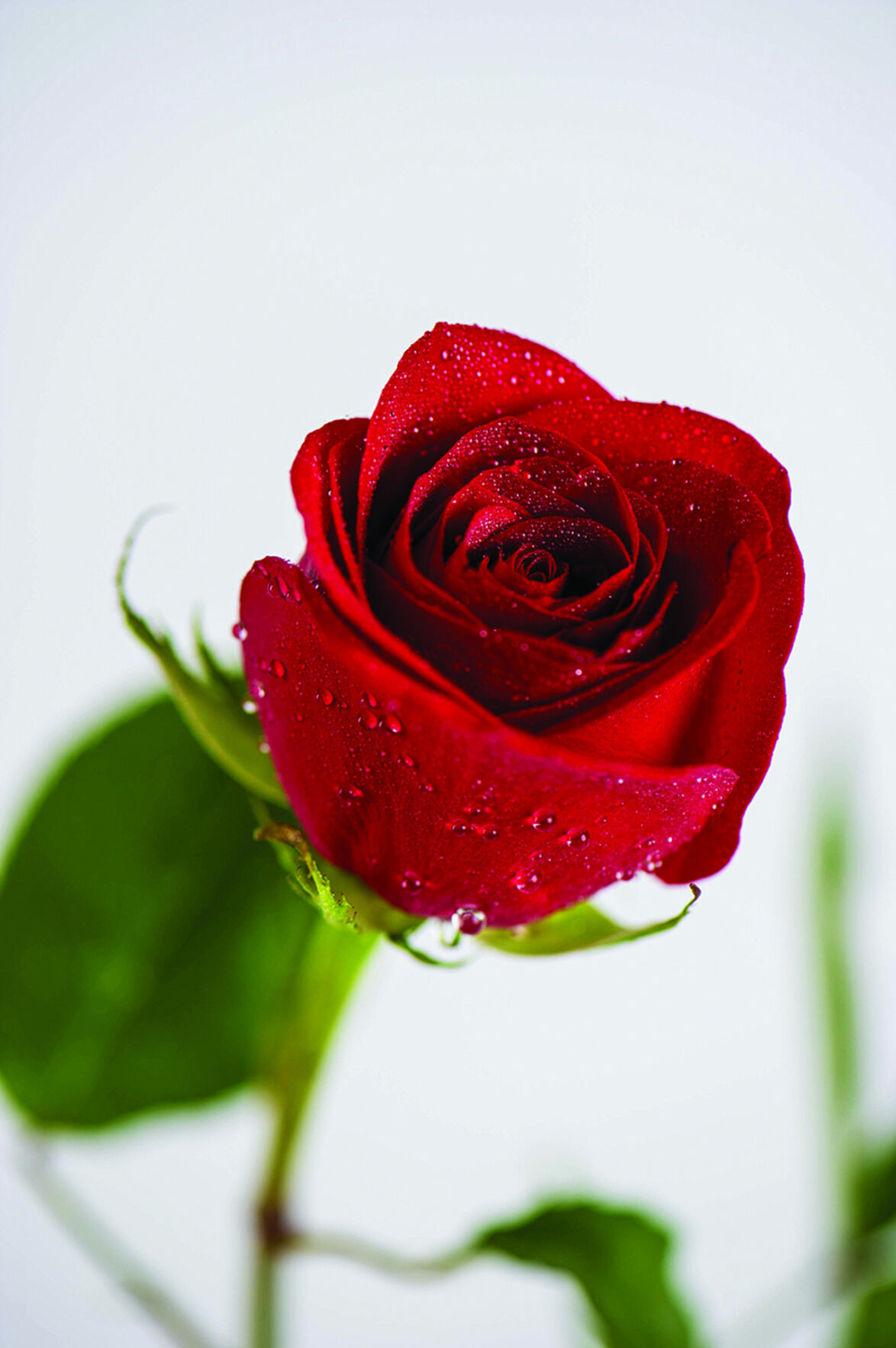 How to protect roses for winter Lifestyles