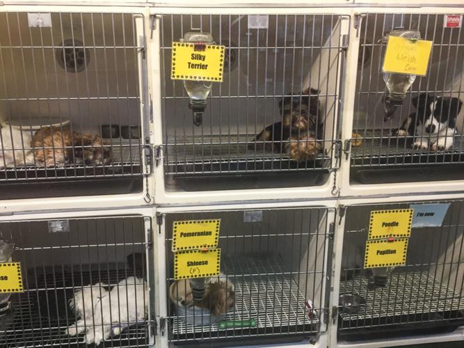 New York barring the sale of dogs, cats and rabbits at pet stores