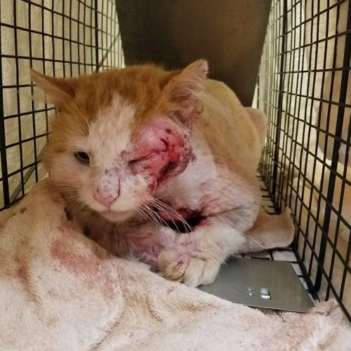 Leo the cat on the mend Rescued stray ignites 'trap-neuter-release' debate  | Local News 