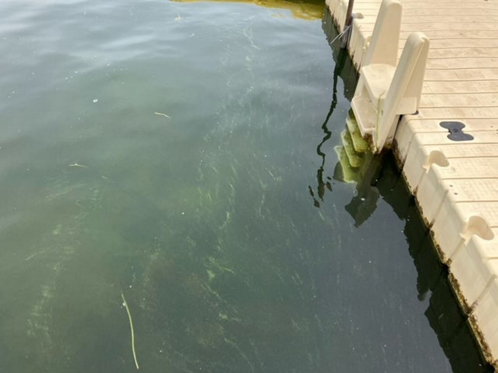 Harmful Algal Blooms Reported Throughout Conesus Lake | Local News ...