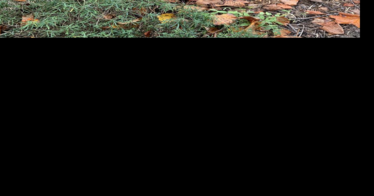 Master Gardener Tapestry gardens provide an attractive alternative