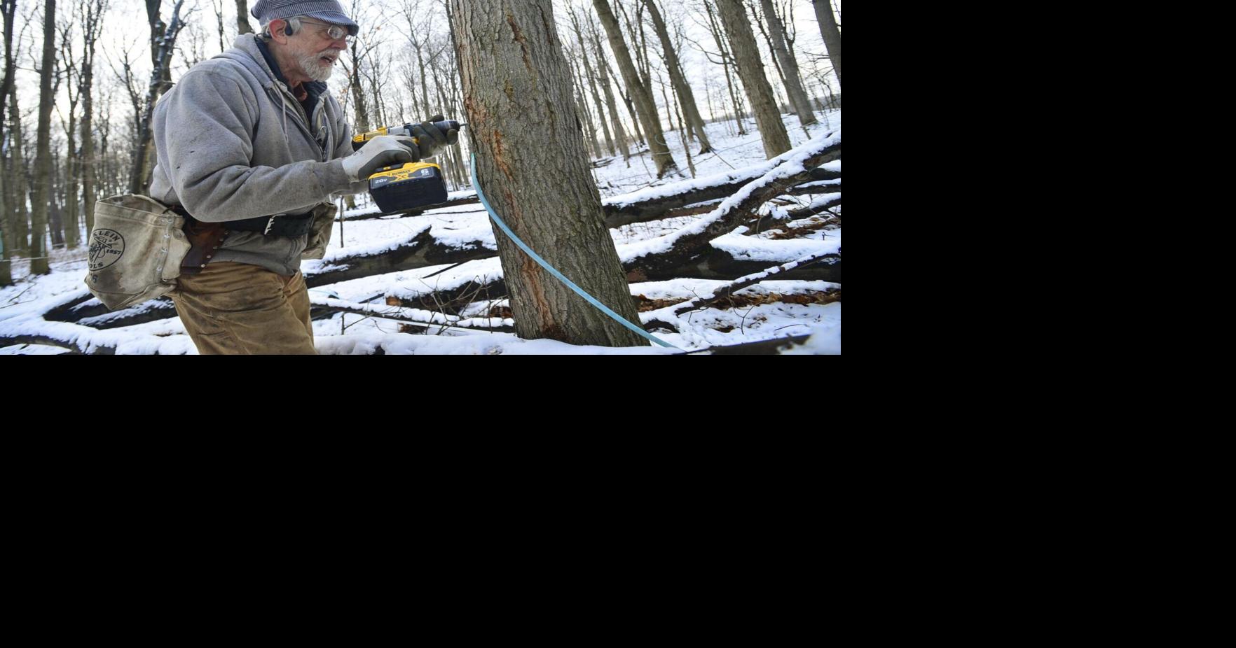 Early season: Maple producers tapping trees as sap beings flowing ...