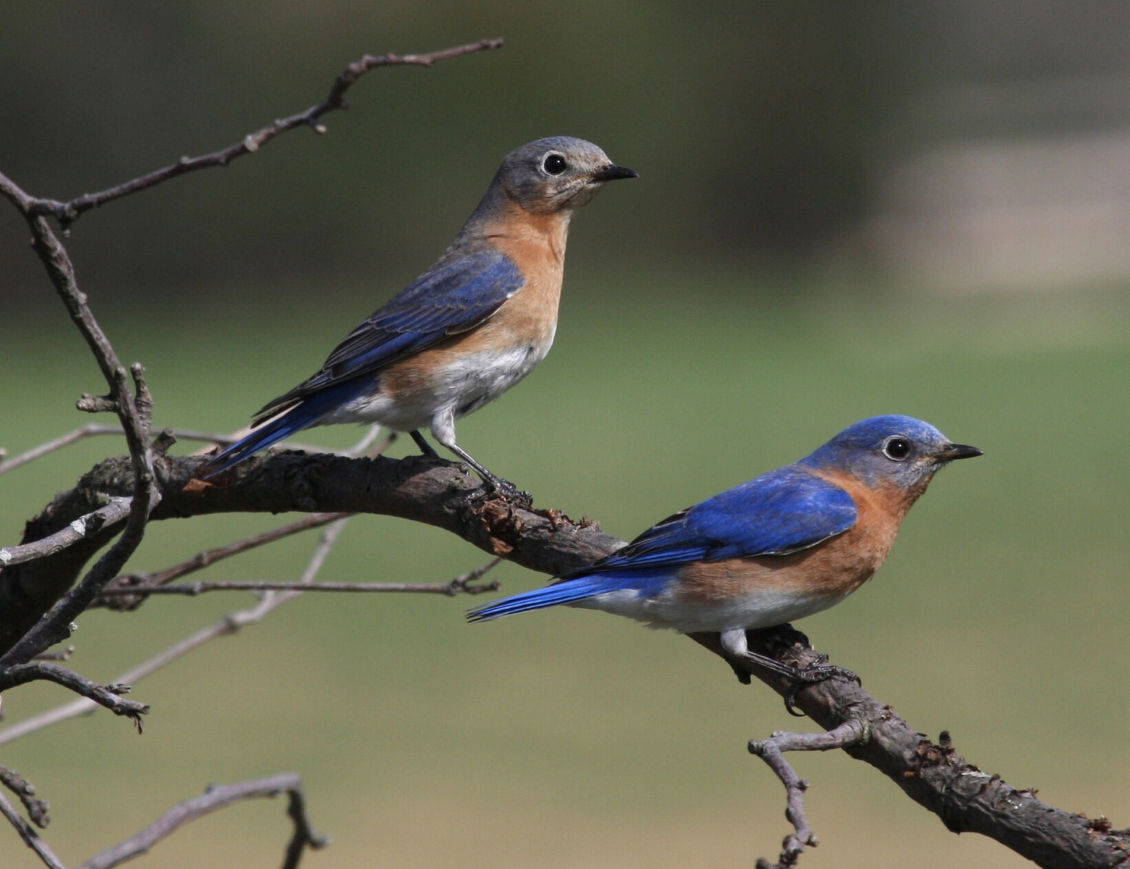 Samoa cheap heren bluebird