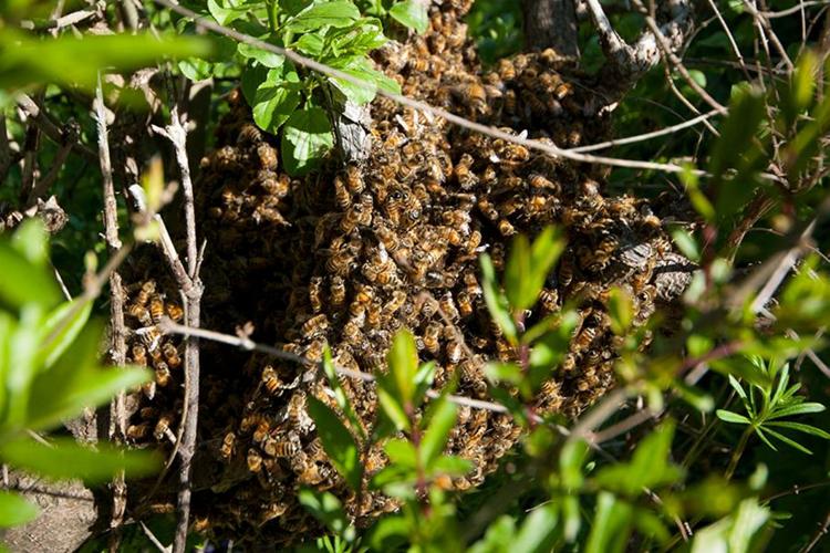 Ontario Finger Lakes Beekeepers Association