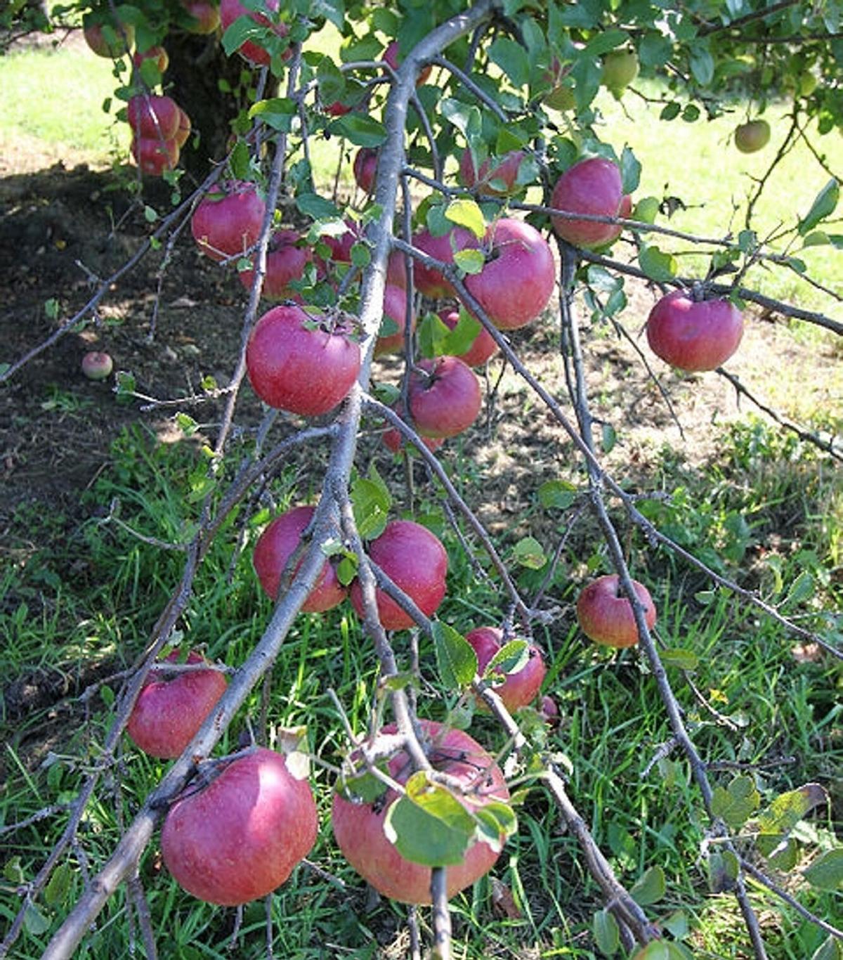 Buried Barrel Hard cider business opens in Castile Local News