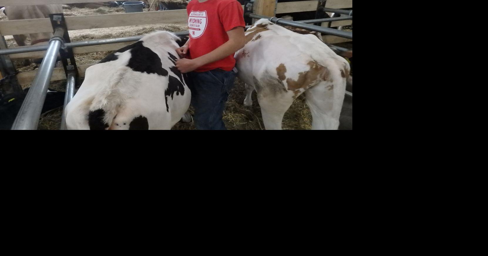 Wyoming County Fair: Rave reviews for new cattle barn | News | thelcn.com