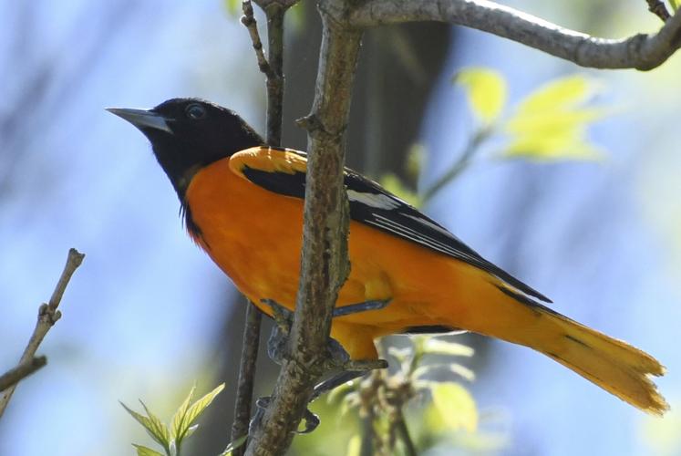 Nature  Orange you glad to see lots of orioles this spring?