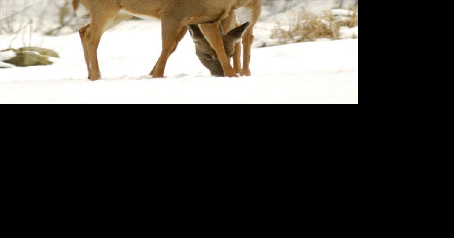 DEC weighs new deer disease precautions Local News