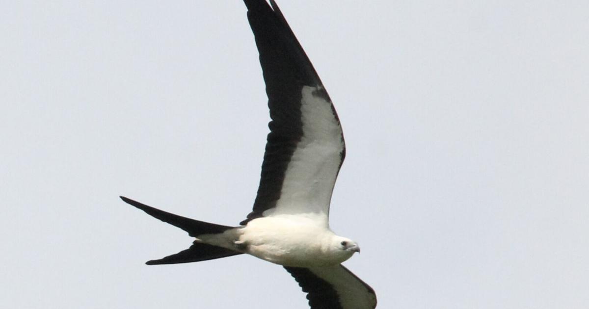 Rare raptors sighted in Western New York | Lifestyles | thelcn.com