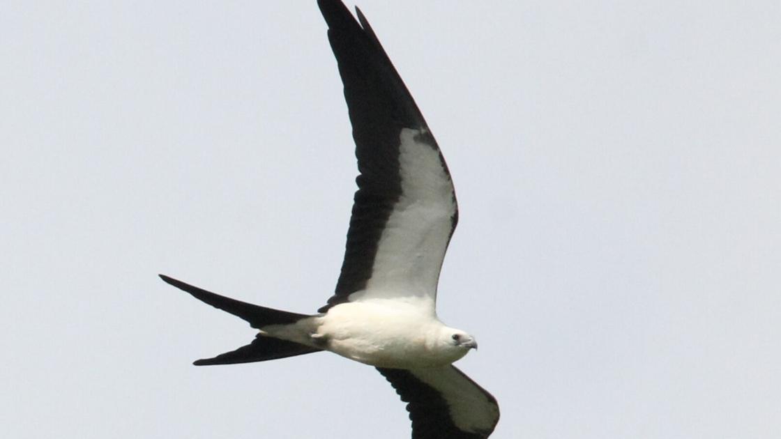 Rare raptors sighted in Western New York | Lifestyles | thelcn.com