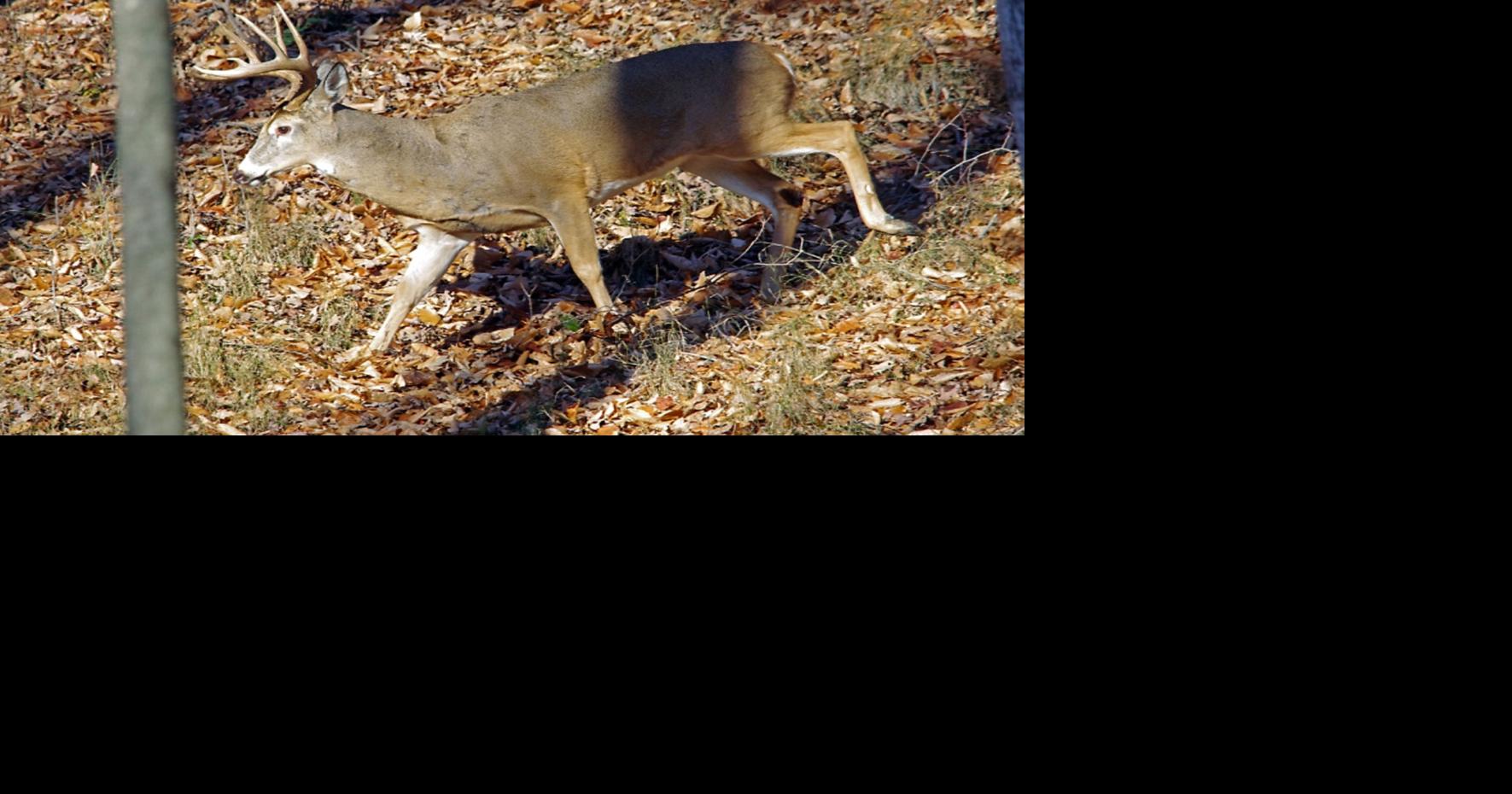 Deer rut is poised to begin | Local News | thelcn.com