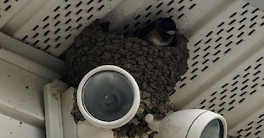 Feathered Friends: Prime nesting season brings surprises | Lifestyles