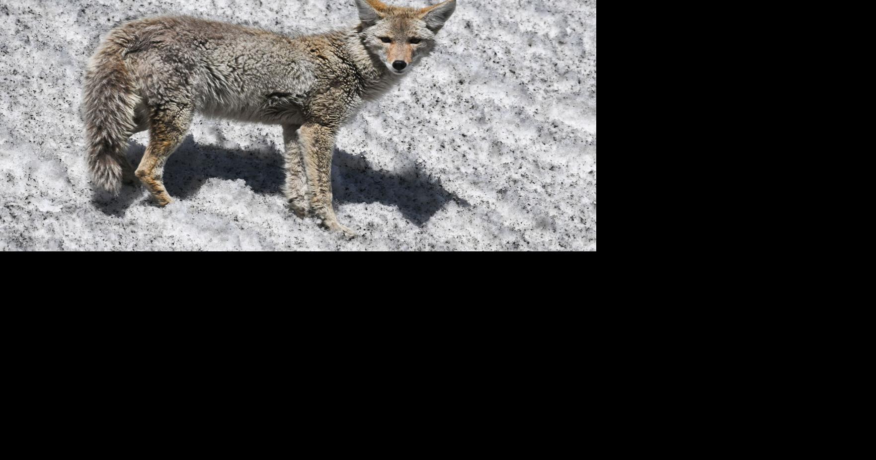 No more prizes for killing ‘nuisance’ animals under these hunting