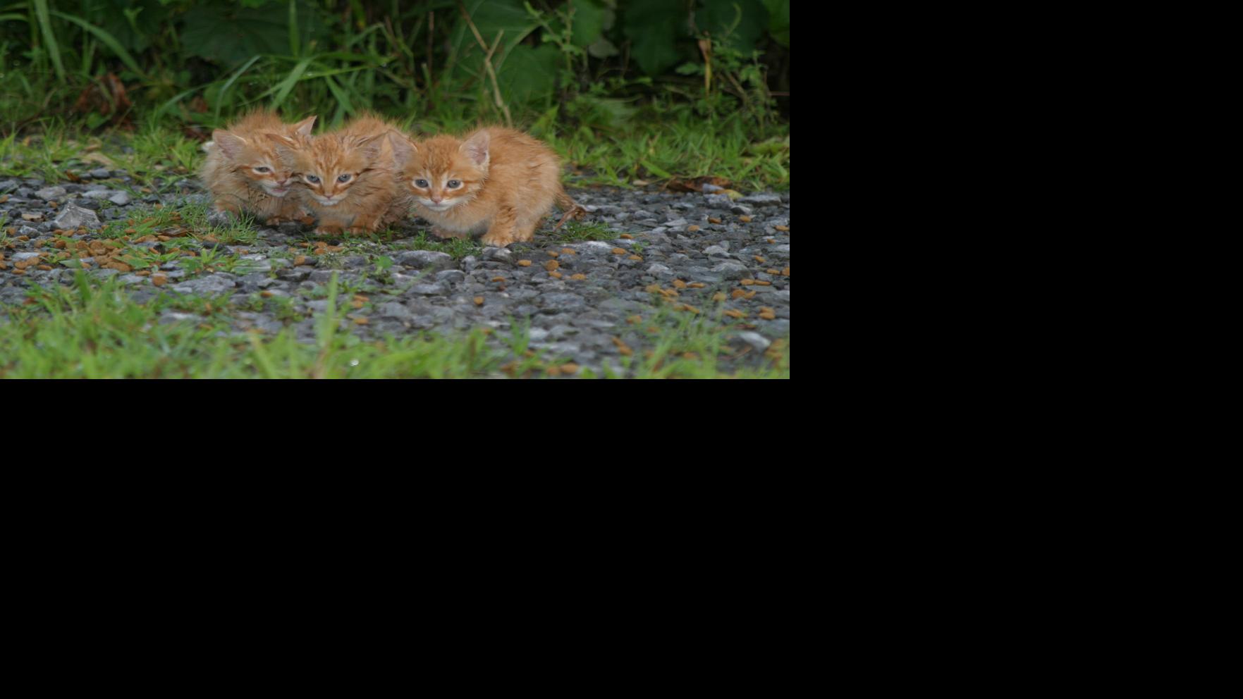 Too Many Cats Overpopulation An Ongoing Problem In Livingston County Voices Thelcn Com