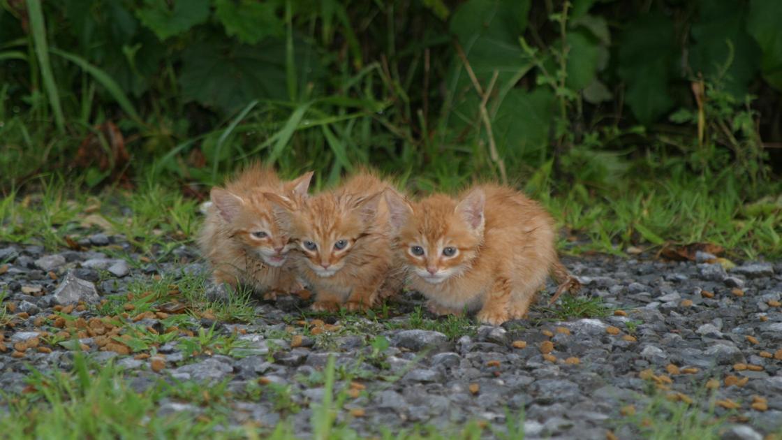 Too Many Cats Overpopulation An Ongoing Problem In Livingston County Voices Thelcn Com