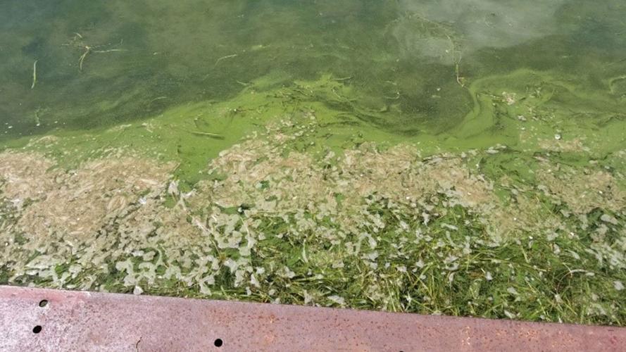Harmful algal blooms reported throughout Conesus Lake Top Story