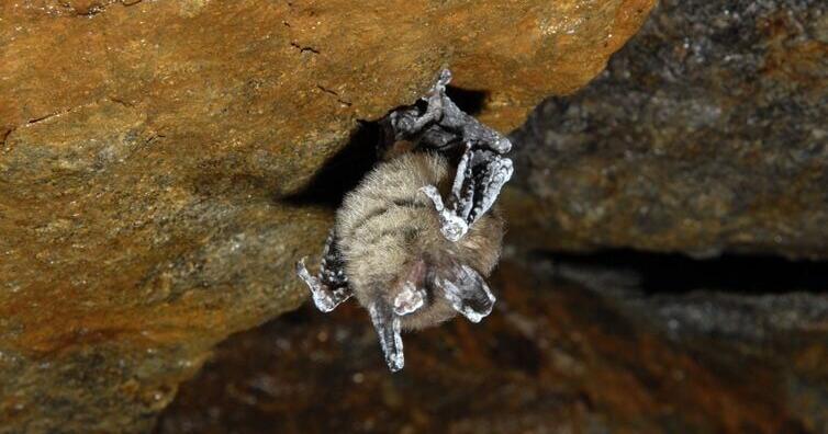 Bat In Fall DEC: Leave bats alone in fall and winter | Lifestyles | thelcn.com