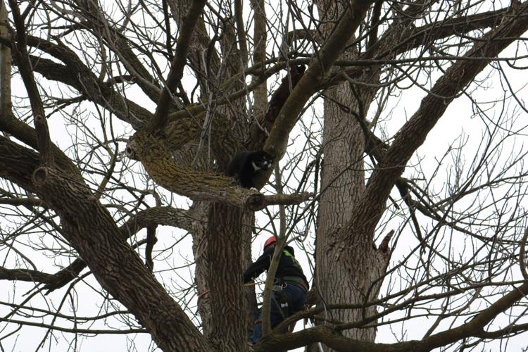 Stranded cat OK after treetop rescue attempt Local News